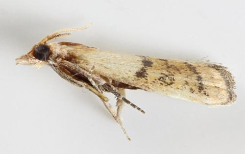 Réf. 310 035 : Plodia interpunctella